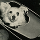 Image for article titled That Time Soviet Russia Sent Dogs Into Space